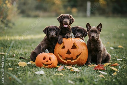 Chocolate lab puppies with carved pumpkins on autumn lawn