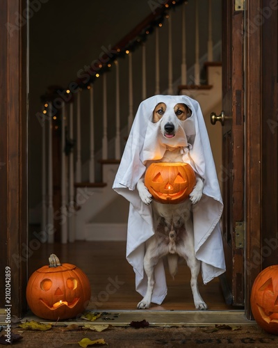 Festive beagle in ghost costume with jack o' lantern halloween pet portrait
