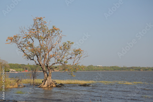 Quadro su tela Old tree in the middle of the water in a lake near the city of Managua
