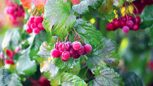 Fotografie Ripe viburnum with red berries on a branch with green leaves against a blurred n