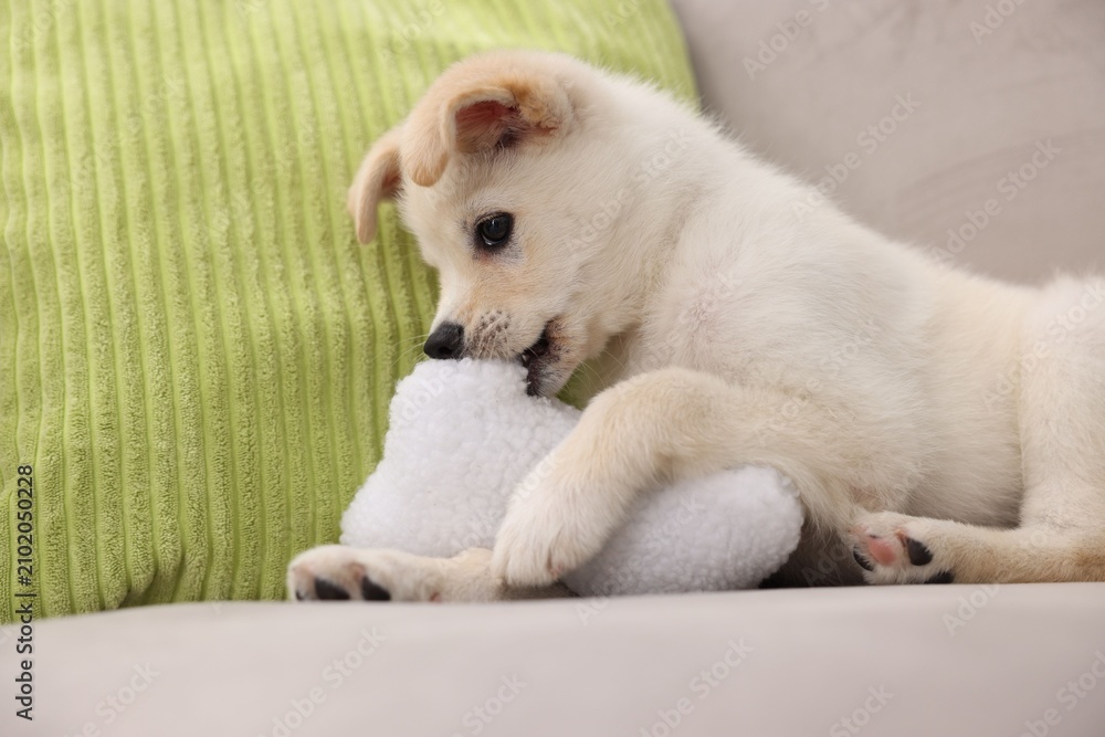 Fototapeta premium Cute puppy playing with pillow on couch at home