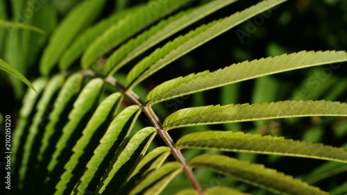 fresh green sumac tree leaves with sunlight
