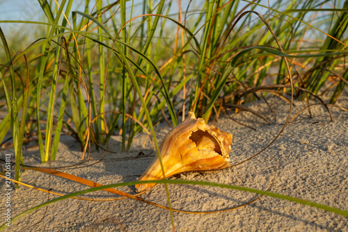 Fotografía A large, weathered whelk shell nestled in the sand dunes surrounded by sea oats