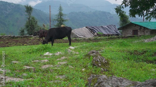 Cows grazing in a mountain meadow