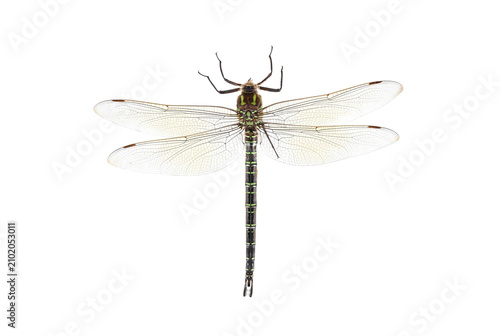 Cuadro en lienzo Macro View of a Green and Brown Dragonfly with Wings Spread Wide