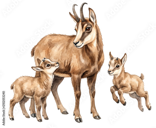 watercolor illustration of a chamois mother with two kids isolated on transparent background