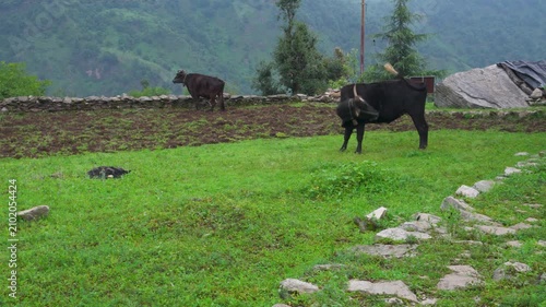Cows grazing in a mountain meadow