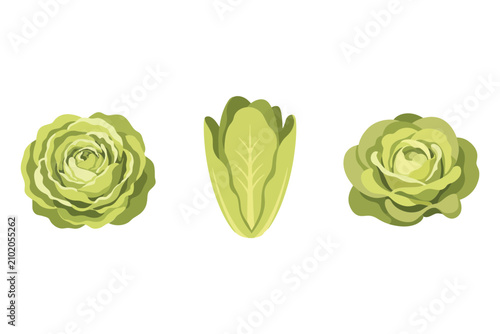 Photography Fresh green lettuce varieties including round head lettuce, romaine lettuce, and