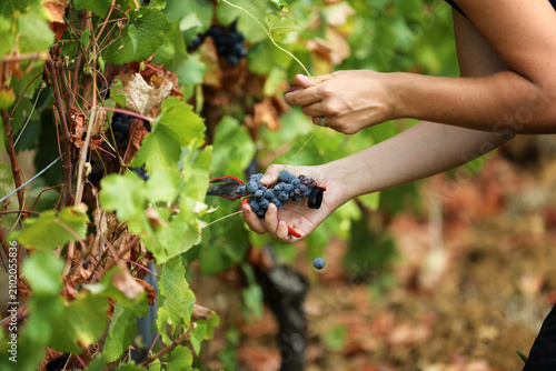 фотографія Hand Harvesting of Red Wine Grapes in a Vineyard During Autumn Harvest