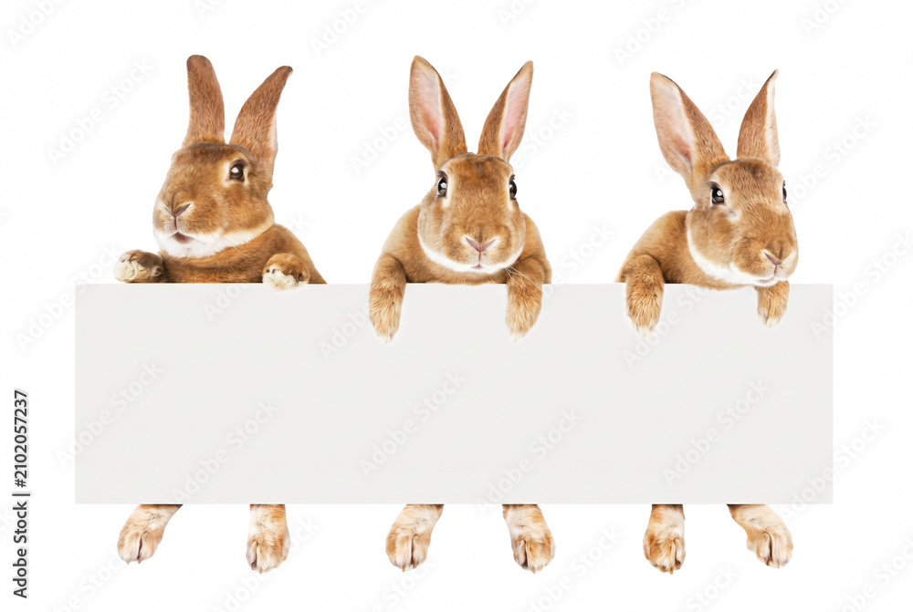 Obraz premium Three brown rabbits holding a blank white banner