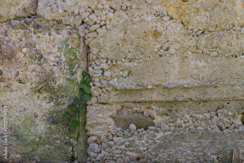 Plant grows on the concrete surface