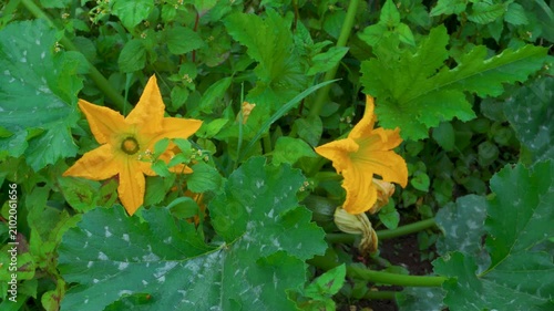 ellow pumpkin flowers (Cucurbita pepo) blooming in organic mountain farm.