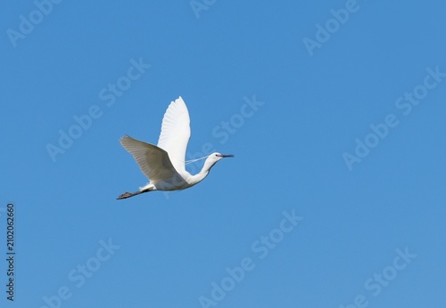 Little egret