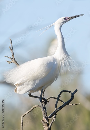Little egret