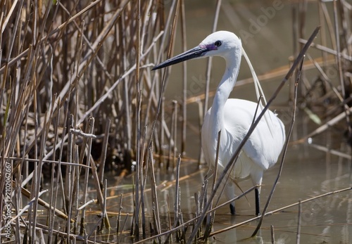 Little egret