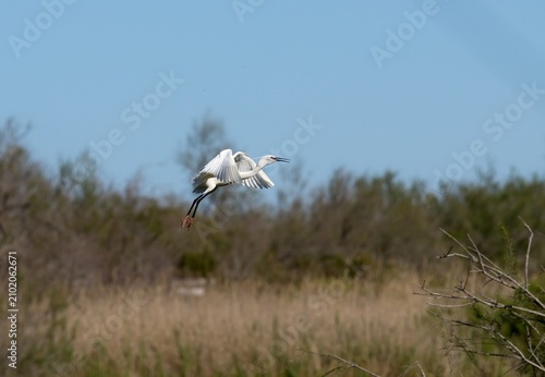 Little egret