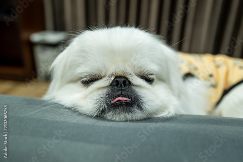 Photography Pekingese Type Dog Resting At Home Top View