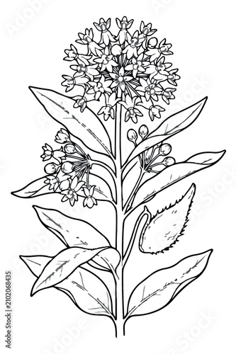 Vintage botanical milkweed illustration, hand drawn wildflower sketch vector, black and white floral line art for nature journals and garden design