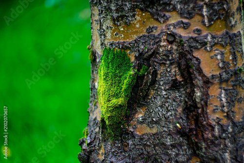 Close-up of vibrant green moss growing on rough tree bark with natural blurred background
