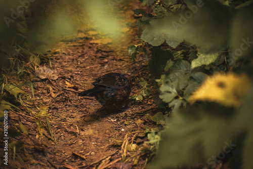 Vászonkép Jeune merle noir (Turdus merula) chassant au sol, de dos, dans la terre entre les plantes