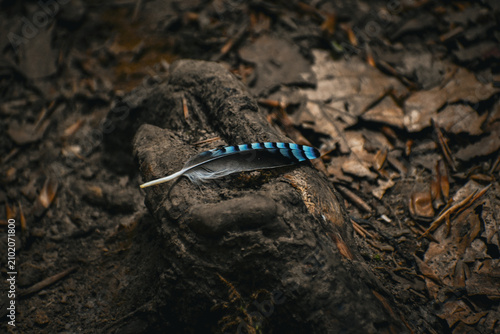 Obraz na płótnie Plume noire, grise et bleue de Geai des chênes (Garrulus glandarius), au sol dans le sous-bois (forêt de Tournehem, Pas-de Calais)