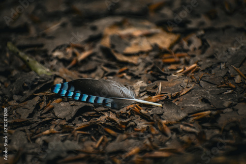 Cuadro en lienzo Plume noire, grise et bleue de Geai des chênes (Garrulus glandarius), au sol dans le sous-bois (forêt de Tournehem, Pas-de Calais)