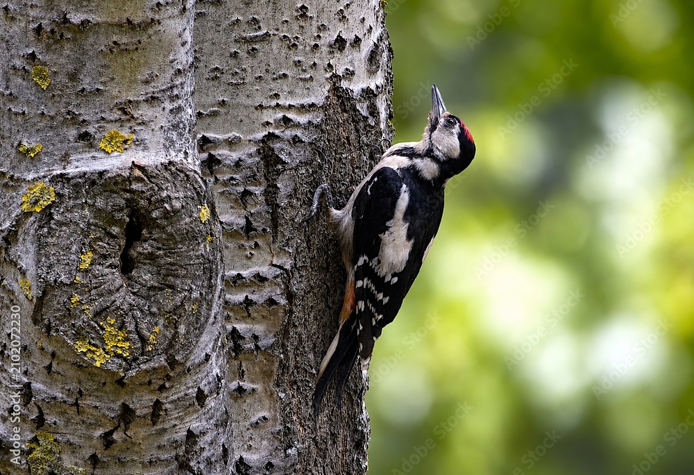 Fototapeta premium Great Spotted Woodpecker Clinging to a Birch Tree in Natural Forest Habitat