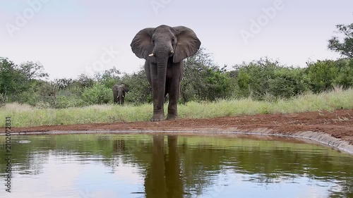 African bush elephant walking with caution front view to waterhole in Greater Kruger National park, South Africa ; Specie Loxodonta africana family of Elephantidae