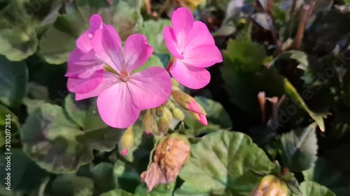 Bright pink geranium flowers bloom on green branches outdoors in a garden. blooming geranium close up, pink flower decoration, summer gardening