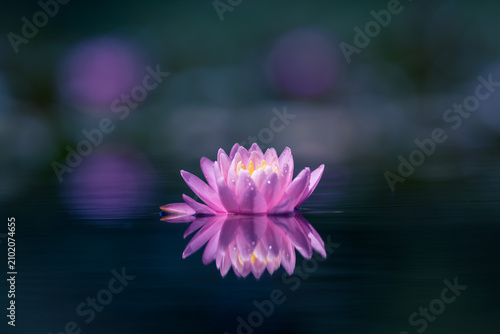 Pink lotus flower reflected on the water surface of a pond. Shallow depth of field. Blur background