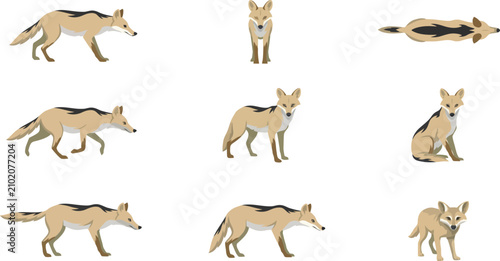 Photography Set of black-backed jackal illustrations in various poses and angles for wildlif