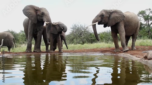 Three African bush elephants drinking front view in waterhole  in Greater Kruger National park, South Africa ; Specie Loxodonta africana family of Elephantidae