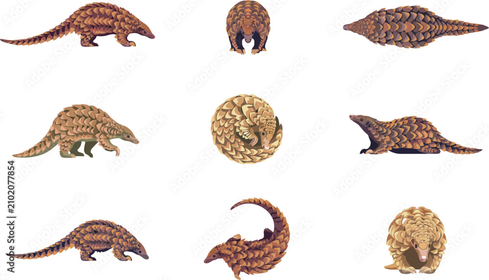 Obraz premium Collection of pangolin illustrations showing various poses and movements of the endangered mammal species