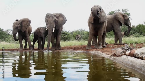 Three African bush elephants drinking front view in waterhole  in Greater Kruger National park, South Africa ; Specie Loxodonta africana family of Elephantidae
