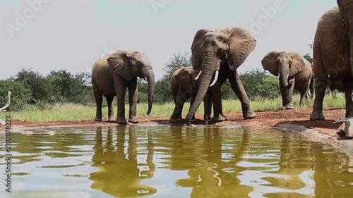 Small group of African bush elephant drinking in waterhole in Greater Kruger National park, South Africa ; Specie Loxodonta africana family of Elephantidae