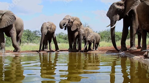 Small group of African bush elephant with calf drinking in waterhole in Greater Kruger National park, South Africa ; Specie Loxodonta africana family of Elephantidae
