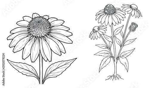 Bild auf Leinwand Vintage echinacea flower botanical illustration, hand drawn coneflower line art