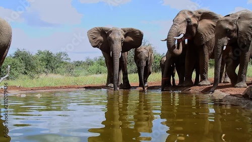 Small group of African bush elephant with calf drinking in waterhole in Greater Kruger National park, South Africa ; Specie Loxodonta africana family of Elephantidae