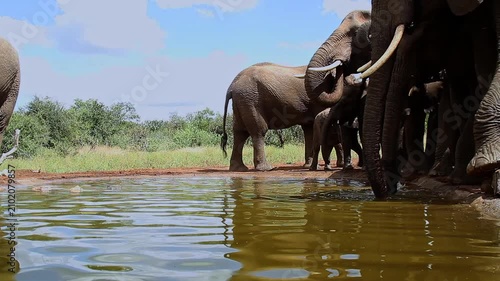 Small group of African bush elephant with calf drinking in waterhole in Greater Kruger National park, South Africa ; Specie Loxodonta africana family of Elephantidae