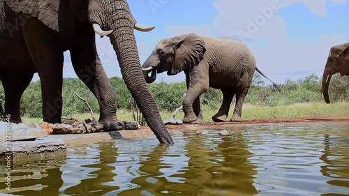 Two African bush elephants drinking in waterhole wide angle view in Greater Kruger National park, South Africa ; Specie Loxodonta africana family of Elephantidae