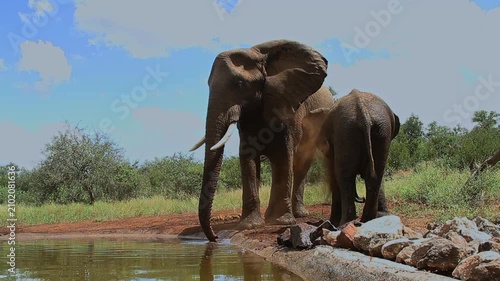 Two African bush elephants spreading sand and drinking in waterhole in Greater Kruger National park, South Africa ; Specie Loxodonta africana family of Elephantidae
