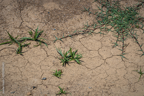 Dry, cracked soil due to drought. Dry season. Green plants on the dried-up soil.