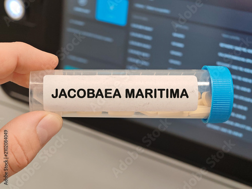 Fotografie JACOBAEA MARITIMA homeopathic ingredient for highly diluted homeopathic preparat