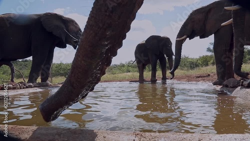 African bush elephant drinking and one trunk in foreground in Greater Kruger National park, South Africa ; Specie Loxodonta africana family of Elephantidae
