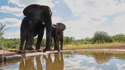 Two African bush elephants wide angle view drinking in waterhole in Greater Kruger National park, South Africa ; Specie Loxodonta africana family of Elephantidae
