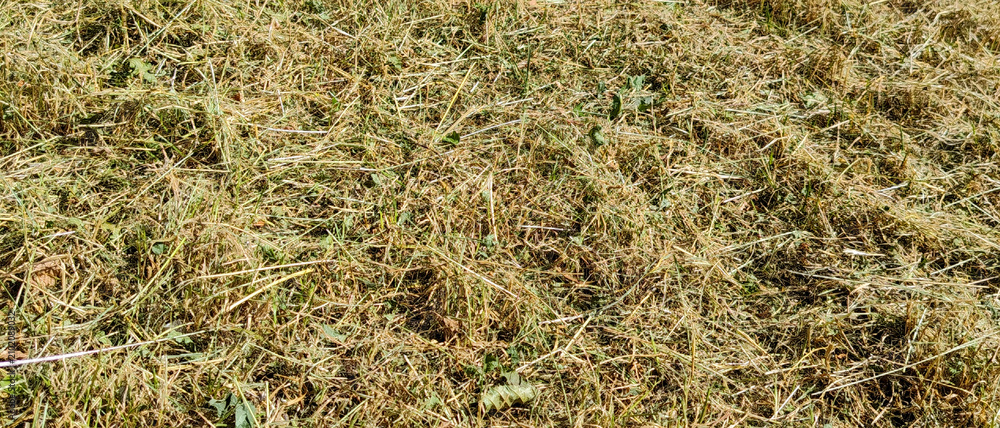 Naklejka premium Freshly cut dry yellow hay on a summer meadow texture background pattern