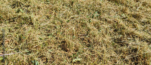 Freshly cut dry yellow hay on a summer meadow texture background pattern