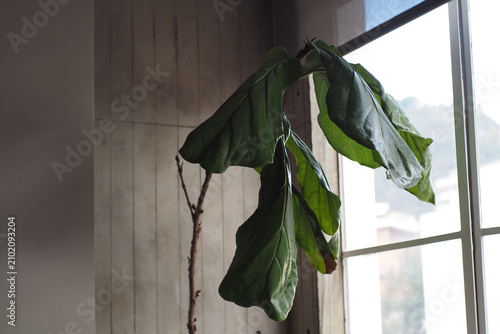 Sluggish green plant leaves near a window.