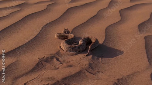 Desert viper slithering across rippling sand dunes in golden hour light
