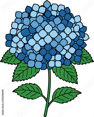 Hydrangea Blossom